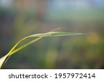 dew on sugarcane leaf in the... | Shutterstock . vector #1957972414