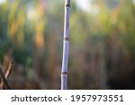sugarcane isolated on blurry... | Shutterstock . vector #1957973551