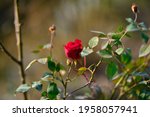colorful beautiful  delicate... | Shutterstock . vector #1958057941