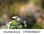 closeup of a rosebud in a... | Shutterstock . vector #1958058607