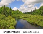 A lush stream edge in the Headwaters Wilderness Area of the Chequamegon-Nicolet National Forest, Wisconsin