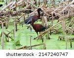 A Glossy Ibis and White-faced Ibis foraging near each other in a Wisconsin marsh