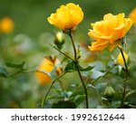 Several Yellow Roses On The...