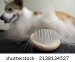 Small photo of wooden pukhoderka with combed fur of a Welsh corgi dog with a dog in the background. grooming welsh corgi. the dog is lying on the grooming table