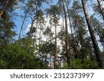 tall coniferous pine trees in the forest.  against the background of the sky.  bottom view .  forest on a summer day