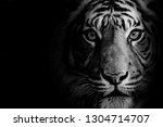 Stunning Tiger In Black And...