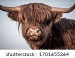 Scottish Highland Cattle ...
