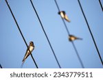 Small photo of A swallow sits on wires against a blue sky. A lot of wires run diagonally across the entire frame. The barn swallow (Hirundo rustica) is the most widespread species of swallow in the world.