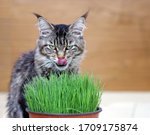 Beautiful Cat Eating And...