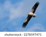 Small photo of Egyptian vulture (Neophron percnopterus) or white scavenger vulture in flight with blue sky. Wild black and white vulture flying free over the clouds. Egyptian vulture gliding in Asturias, Spain.