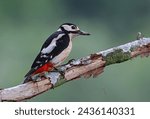 Small photo of Female great spotted woodpecker (Dendrocopos major) perched on a rotten branch. Colorful woodpecker hunting for worms and ants with natural environment. Wild bird eating bugs in nature. Spain.