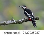 Small photo of Male great spotted woodpecker (Dendrocopos major) perched on a rotten branch. Colorful woodpecker looking at the camera in the forest with natural environment. Wild bird in nature background image.