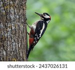 Small photo of Male great spotted woodpecker (Dendrocopos major) walking upwards on a tree. Colorful woodpecker looking for food in the forest with natural environment. Wild bird in nature background image. Spain.