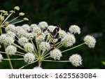 Small photo of Globular umbels of Angelica archangelica, garden angelica or wild celery white flowers close up.