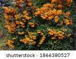 Pyracantha Coccinea From The...
