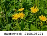 Small photo of Yellow dandelion flowers .Beautiful view of yellow dandelions and wildflowers in a field .Selective focus of beautiful bright yellow blooming dandelions .