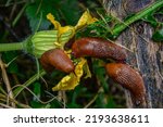 Small photo of close up of The red slug (Arion rufus), also known as the large red slug, chocolate arion and European red snail, eating leafs in the garden