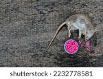 Small photo of Redhead Rat poisoned by toxic bait .Rat Poison Pellets Granules for Killing Rodent Pest Mouse Left on Basement Floor Parallax .A common wild mouse found dead stuck to a rodent glue trap .