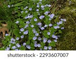 Veronica filiformis, a groundcover herbaceous plant. Small blue flowers among the lawn grass.s an annual or perennial herbaceous plant, a species of the genus Veronica (Veronica)
