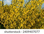 Small photo of The golden yellow flowers of a broom bush. The Cytisus scoparius or common broom blooms in the spring.