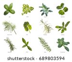 herb leaves close up | Shutterstock . vector #689803594