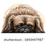 pekingese dog. wall sticker.... | Shutterstock .eps vector #1843447987