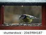 The Eurasian Blue Tit With A...