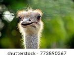 Common Ostrich Bird  Struthio...