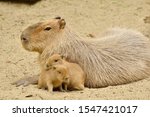 Cute Face Capybara Mammal...