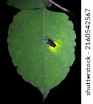 Small photo of A firefly is emitting light on the leaf. Fireflies are a summer feature of Japan.