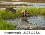 Small photo of The water buffalo (Bubalus bubalis), also called the Asiatic buffalo, domestic water buffalo or Asian water buffalo, is a large bovid originating in the Indian subcontinent and Southeast Asia.