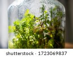 Plants in a closed glass bottle. Terrarium jar ecosystem. Moisture condenses on the inside. Process of photosynthesis. Water vapor is created in the humid environment and absorbed back into the soil