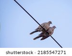 A Couple Of Doves Sit On A Wire ...