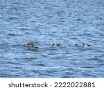 A group of Atlantic Brant Geese swimming in the waters of the Sandy Hook Bay, Monmouth County, New Jersey.