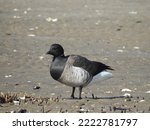 Atlantic Brant Goose enjoying a beautiful winters day on the beach at the Sandy Hook Bay, in Monmouth County, New Jersey.