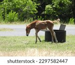 Small photo of A giddy young horse, with lots of energy, running around on Assateague Island, in Worcester County, Maryland.