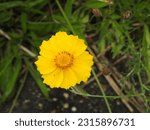 Small photo of Lanceleaf tickseed, Coreopsis lanceolata bloomed during the summer season, Galloway, New Jersey.