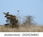 Small photo of A bald eagle perched on a branch, under a blue sky at the Edwin B. Forsythe National Wildlife Refuge, Galloway, New Jersey.