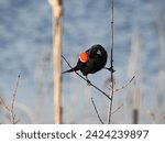 Small photo of A red-winged blackbird enjoying a beautiful spring day at the Edwin B. Forsythe National Wildlife Refuge, Galloway, New Jersey.