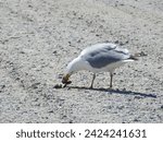 Small photo of Herring gull eating the meat from a clam shell at the Edwin B. Forsythe National Wildlife Refuge, Galloway, New Jersey.
