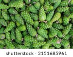 Small photo of Many green young fir spruce cones gathered in forest. Alternative medicine remedy. Botanical texture pattern