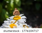 Close Up Of A Common Buckeye...
