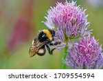 Bumblebee On A Flower In The...