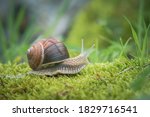 Burgundy Snail On The Moss
