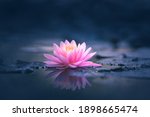 Pink lotus flower or water lily ...