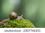 Snail crawling on the green...