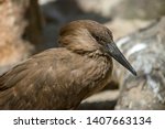 stock-photo-the-hamerkop-is-a-medium-sized-wading-bird-with-brown-plumage-the-shape-of-its-head-with-a-long-1407663134.jpg