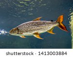 An African Tigerfish In The...
