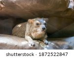Yellow Spotted Rock Hyrax Is A...