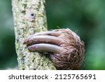 Small photo of The hind legs claws of Linneaus' Two-toed Sloth (Choloepus didactylus). A species of sloth from South America, have longer hair, bigger eyes, and their back and front legs are more equal in length.
